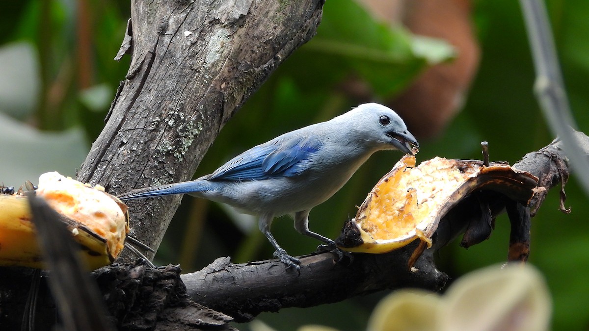 Blue-gray Tanager - ML620409741