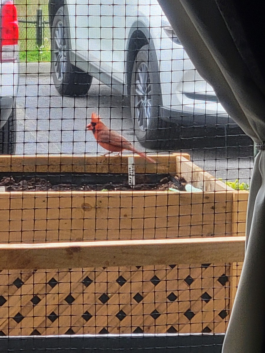 Northern Cardinal - ML620409762