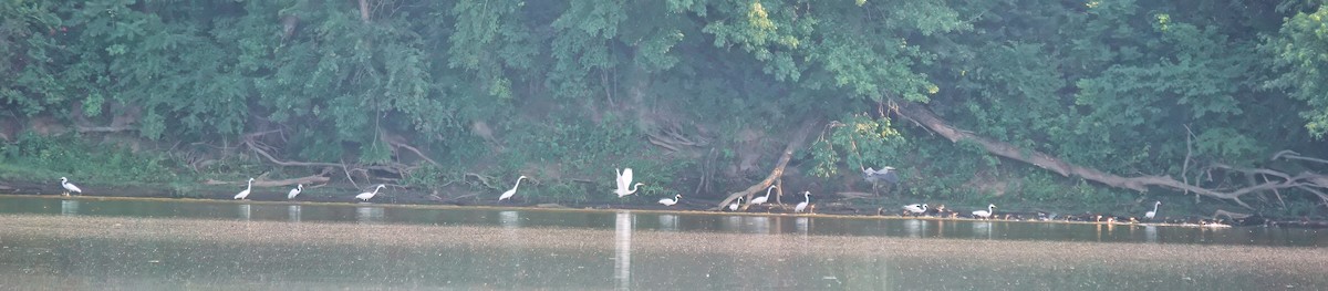 Great Egret - ML620409769