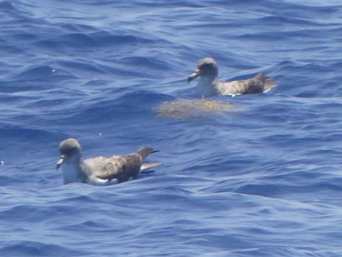 Cory's Shearwater - ML620409783