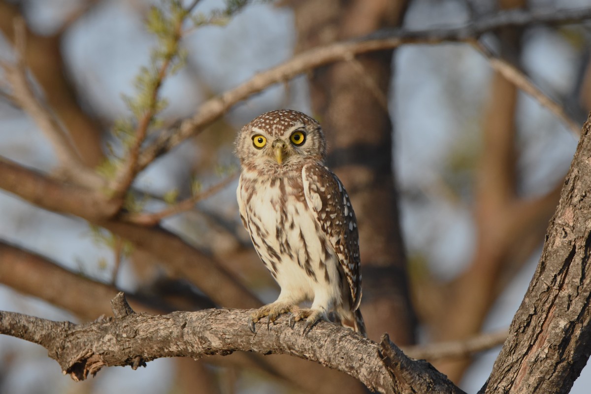 Pearl-spotted Owlet - ML620409794