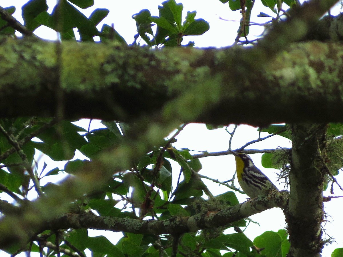 Yellow-throated Warbler - ML620409808