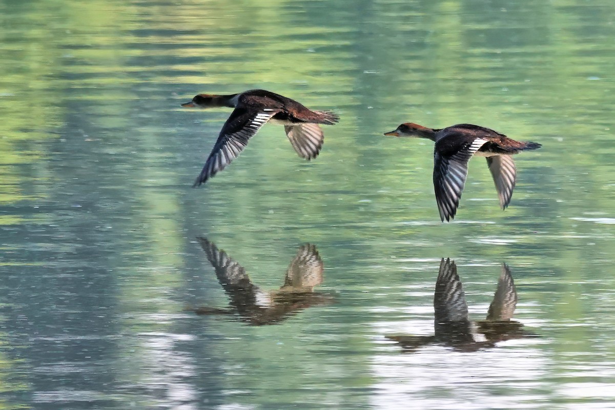 Hooded Merganser - ML620409811