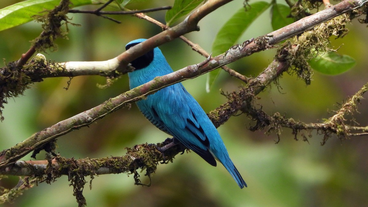 Tangara Golondrina - ML620409813