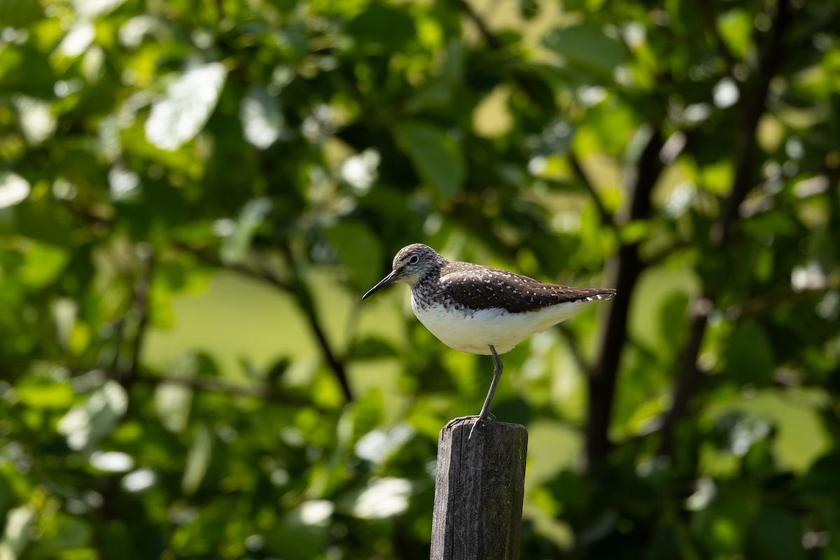 Green Sandpiper - ML620409833