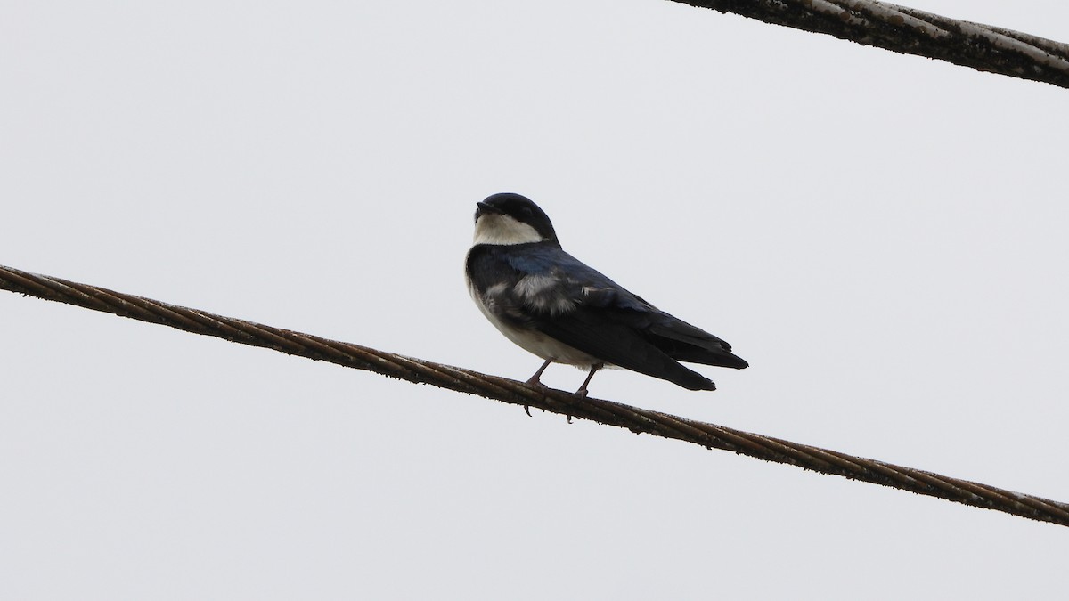 Blue-and-white Swallow - Bruno Caula