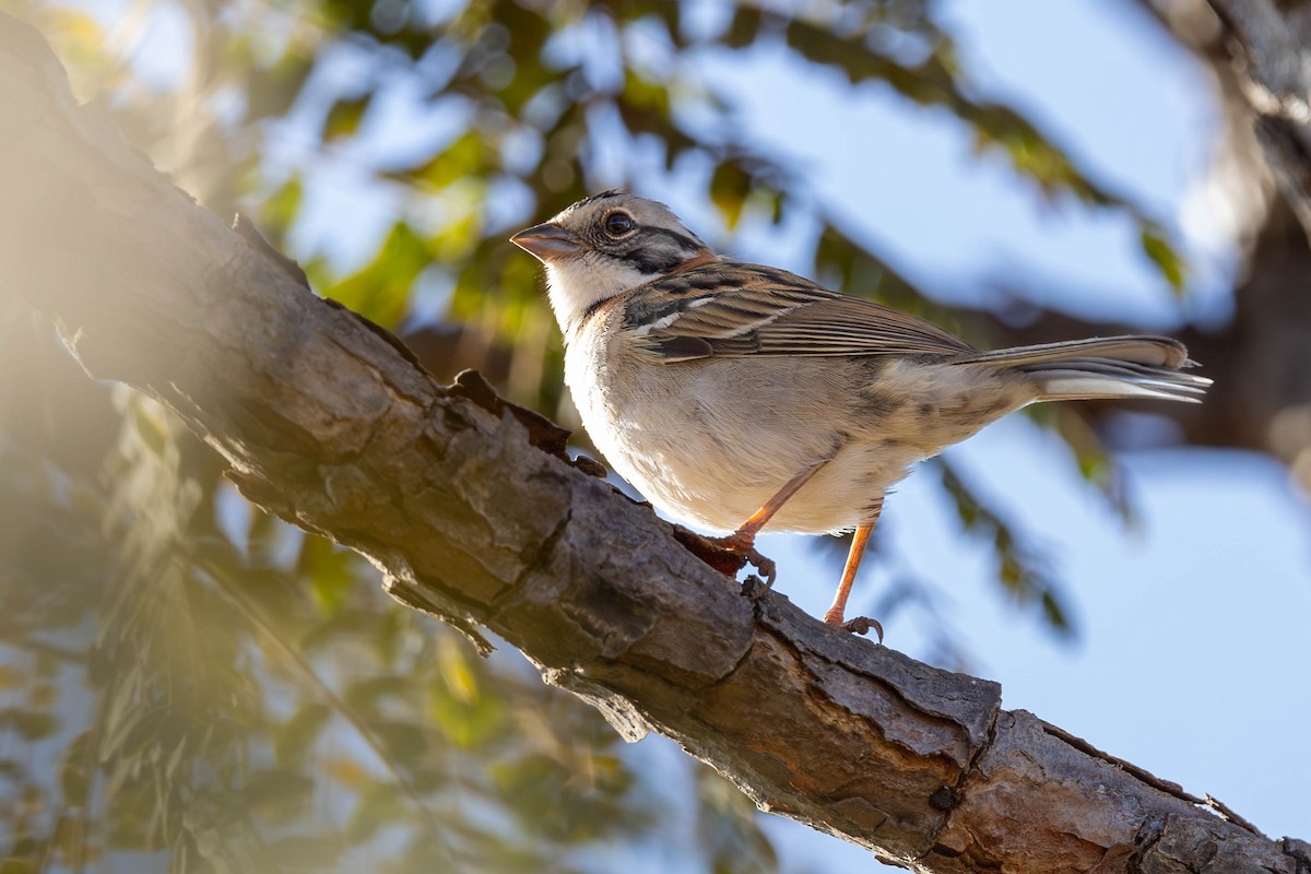 Rufous-collared Sparrow - ML620409835