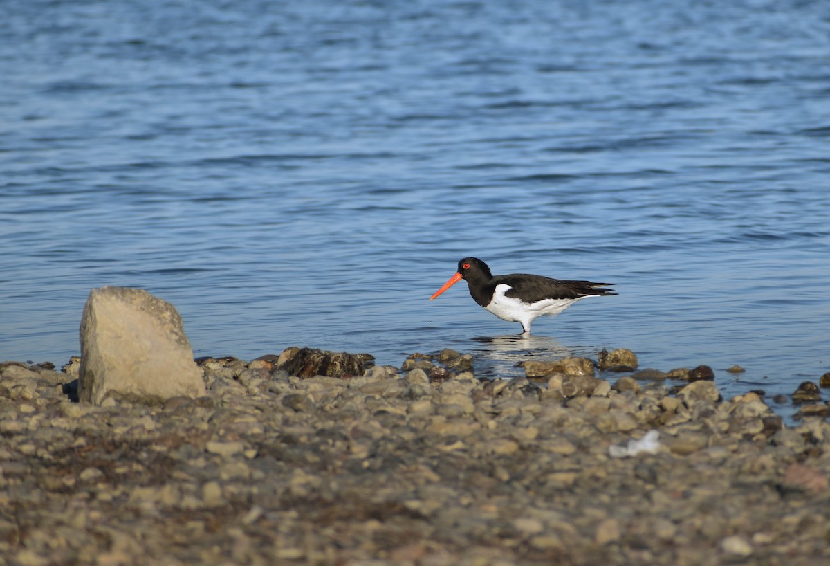 Eurasian Oystercatcher - ML620409837