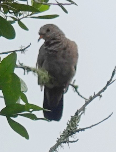 Common Ground Dove - ML620409841