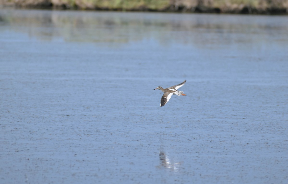 Common Redshank - ML620409844