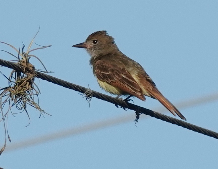 Great Crested Flycatcher - ML620409847