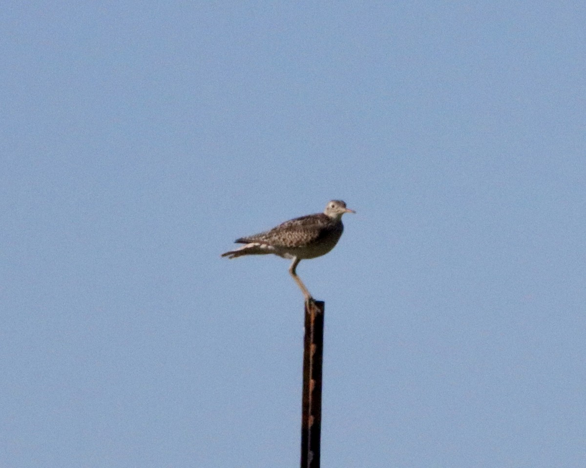 Upland Sandpiper - ML620409859