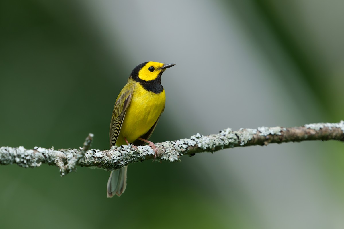 Hooded Warbler - Austin Groff