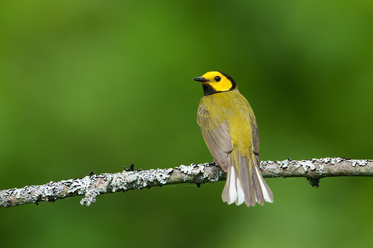 Hooded Warbler - ML620409863