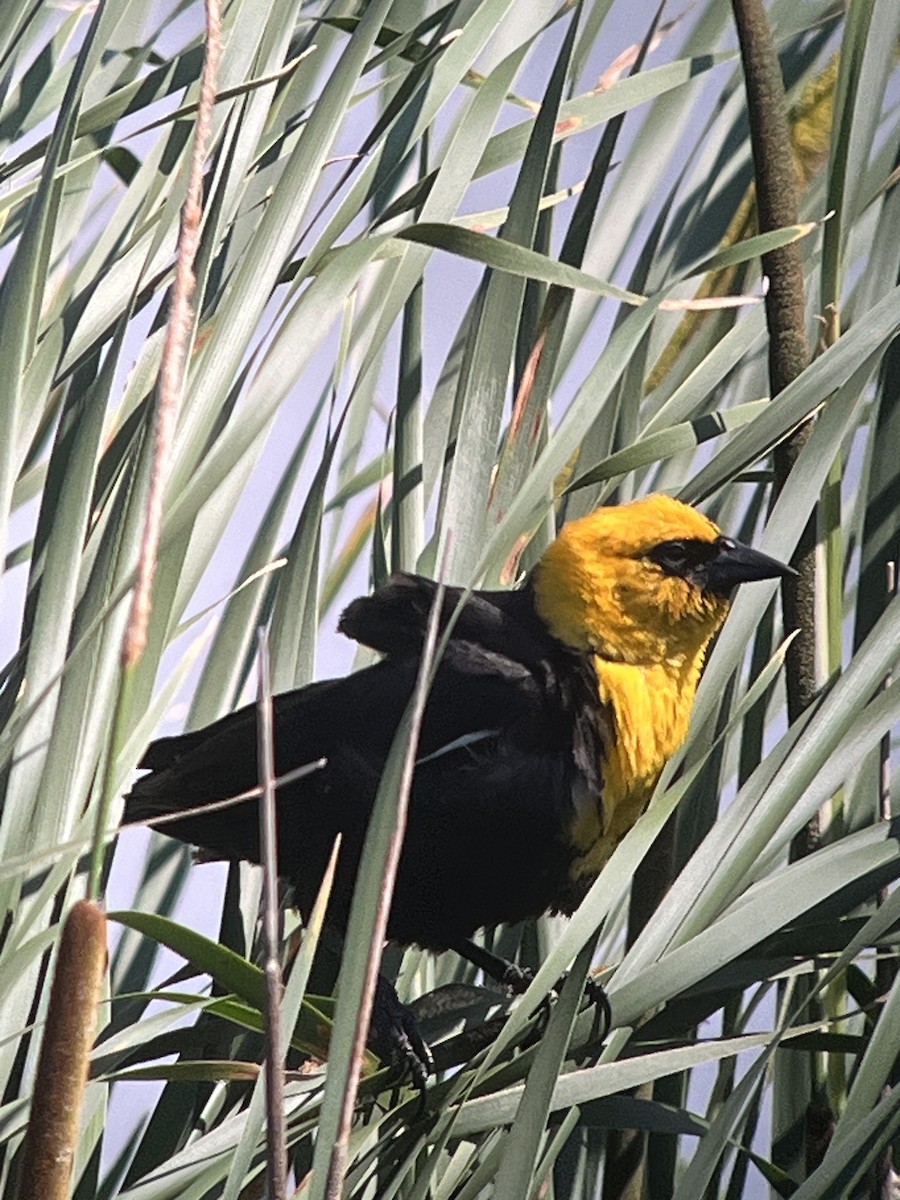 Yellow-headed Blackbird - ML620409865