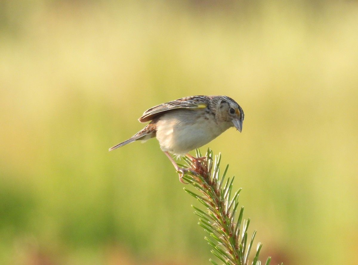 Grasshopper Sparrow - ML620409887