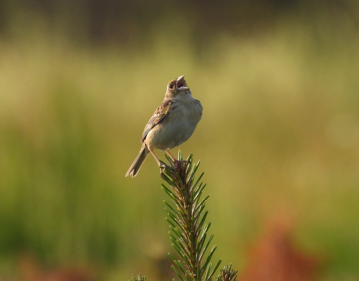 Grasshopper Sparrow - Sue Finnegan