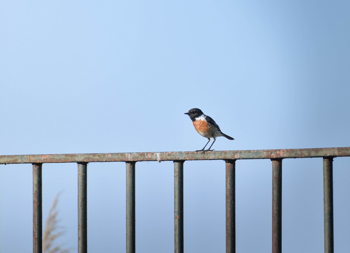 European Stonechat - ML620409889