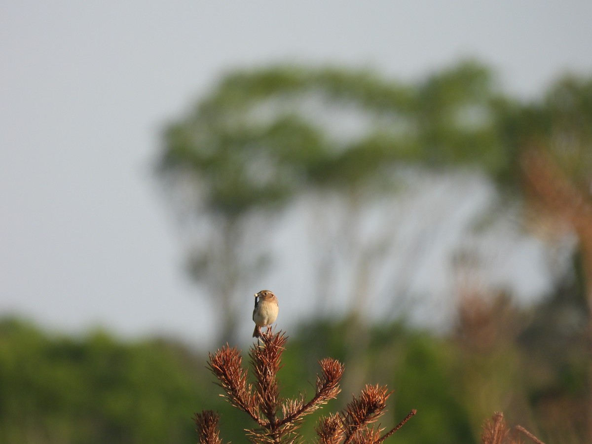 Grasshopper Sparrow - ML620409890