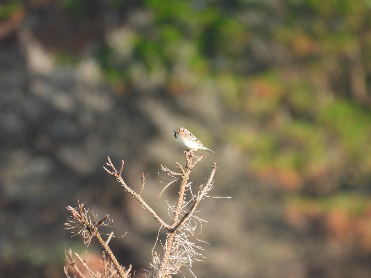 Grasshopper Sparrow - Sue Finnegan