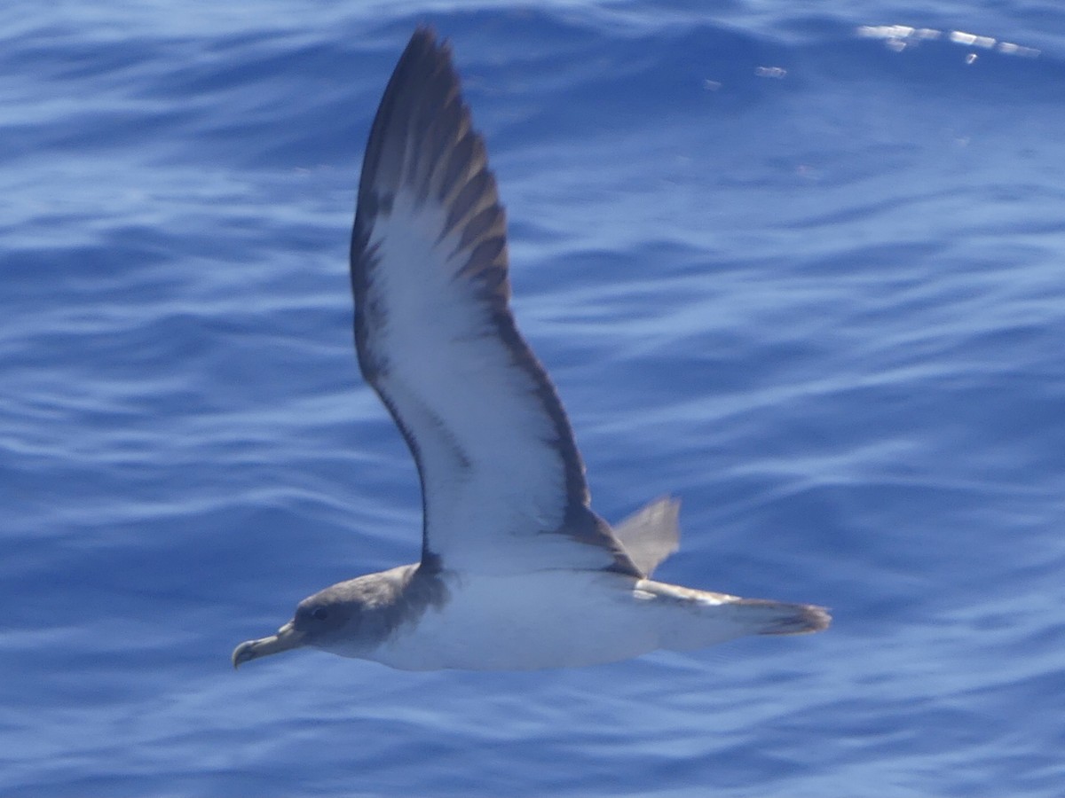 Cory's Shearwater - ML620409892