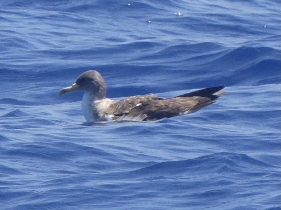 Cory's Shearwater - Eric Plage