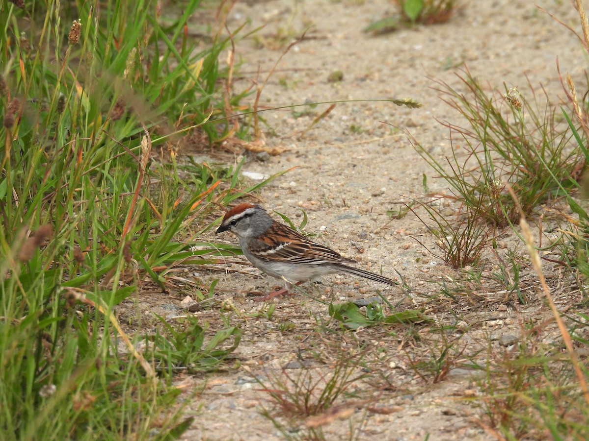 Chipping Sparrow - ML620409901