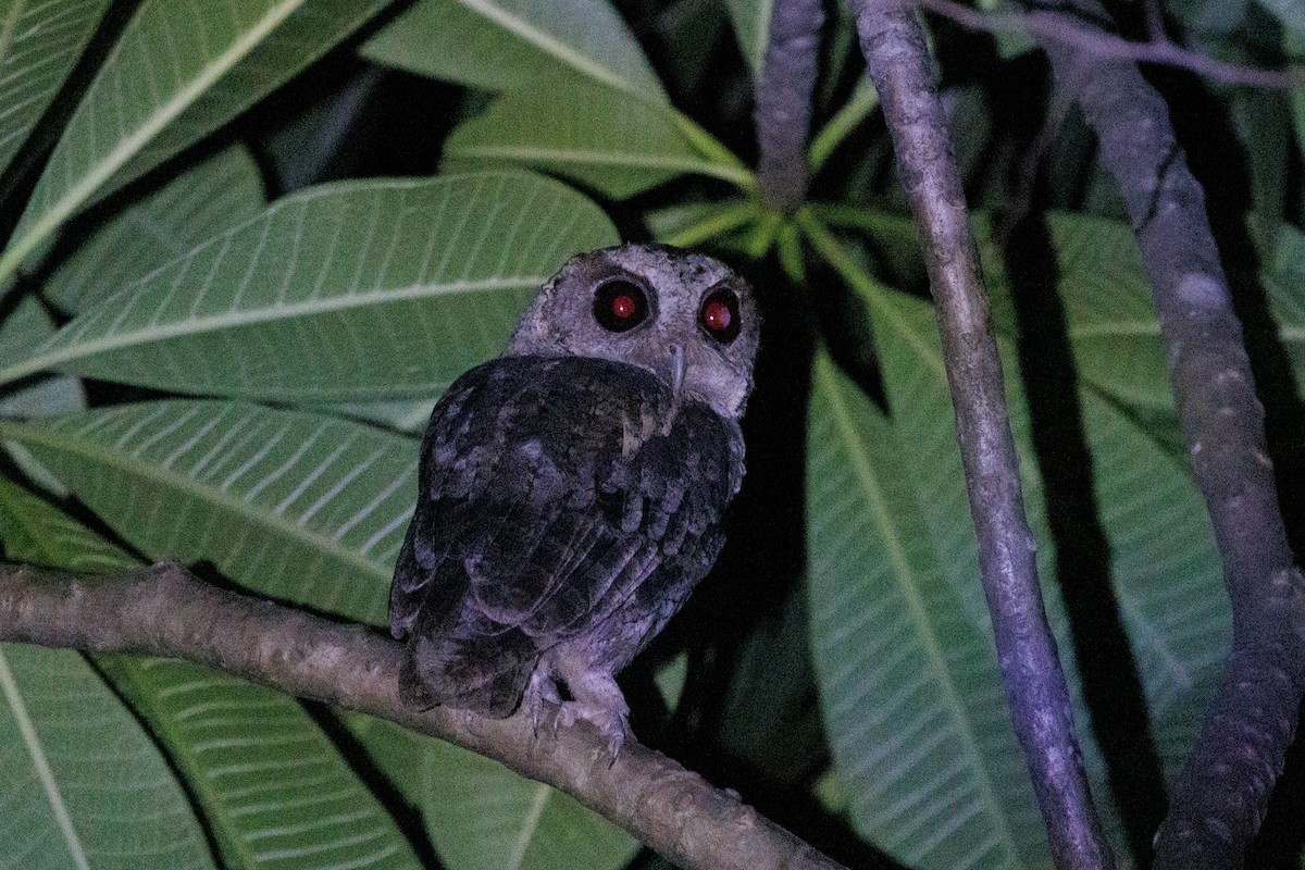 Collared Scops-Owl - ML620409902