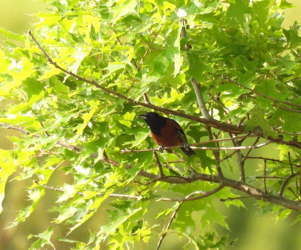 Orchard Oriole - ML620409904