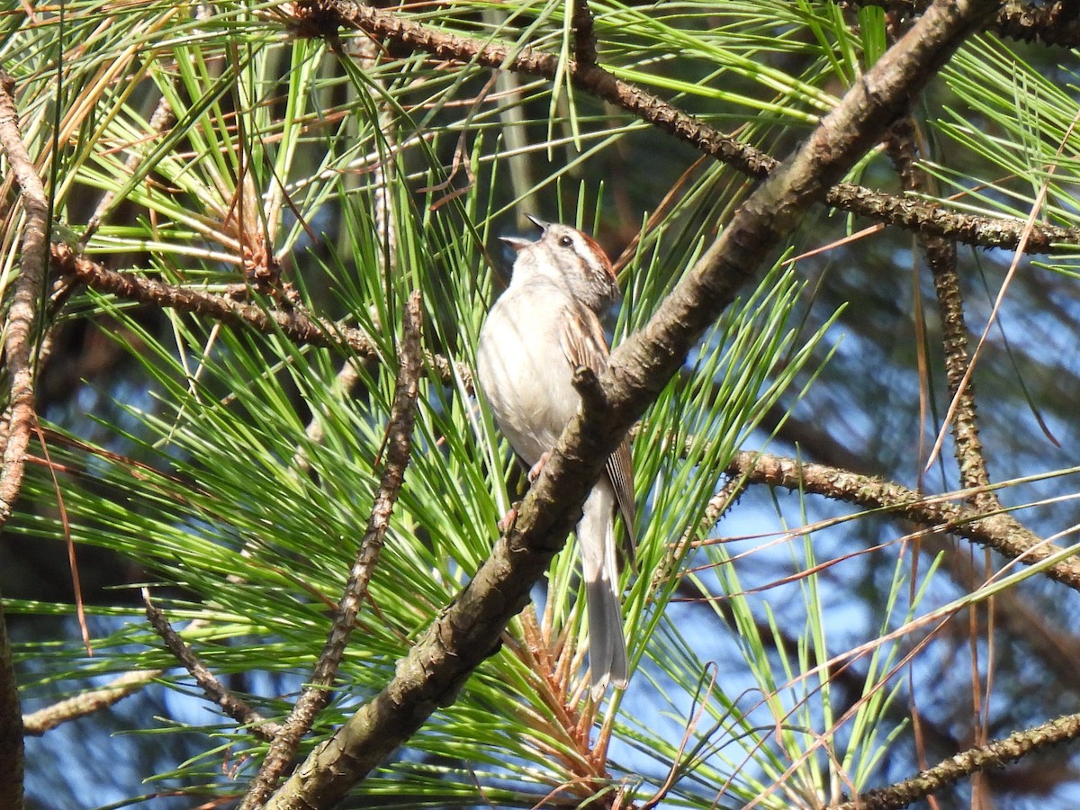 Chipping Sparrow - ML620409908