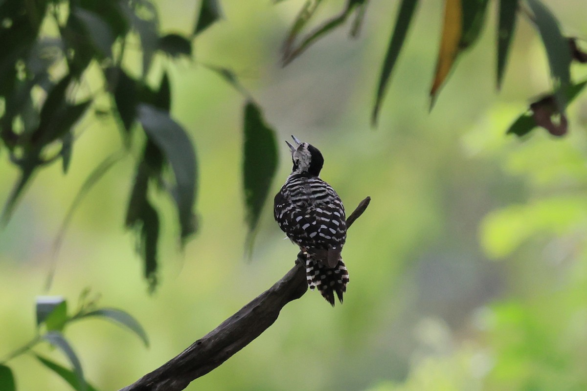 Freckle-breasted Woodpecker - Anurak Meeprom