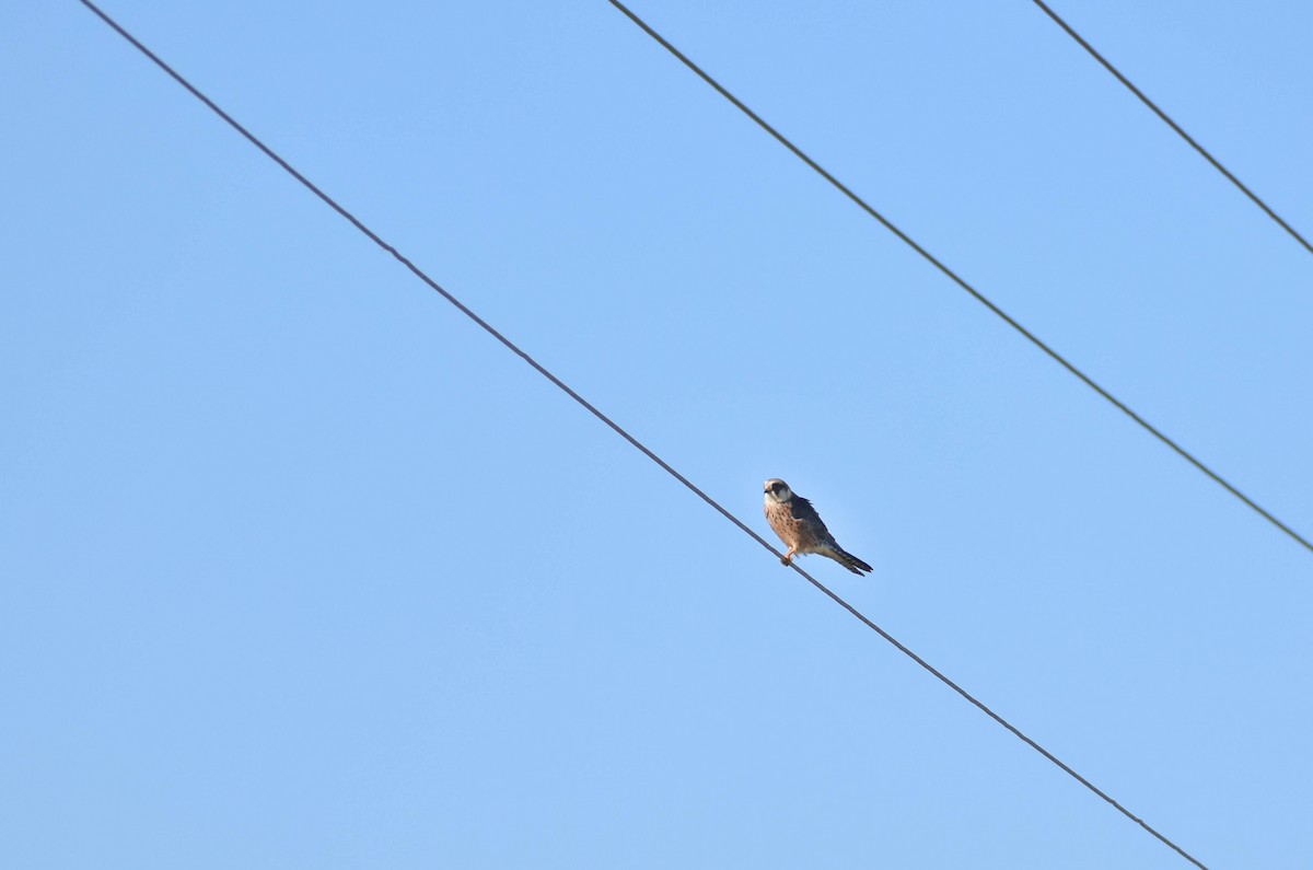 Red-footed Falcon - ML620409913