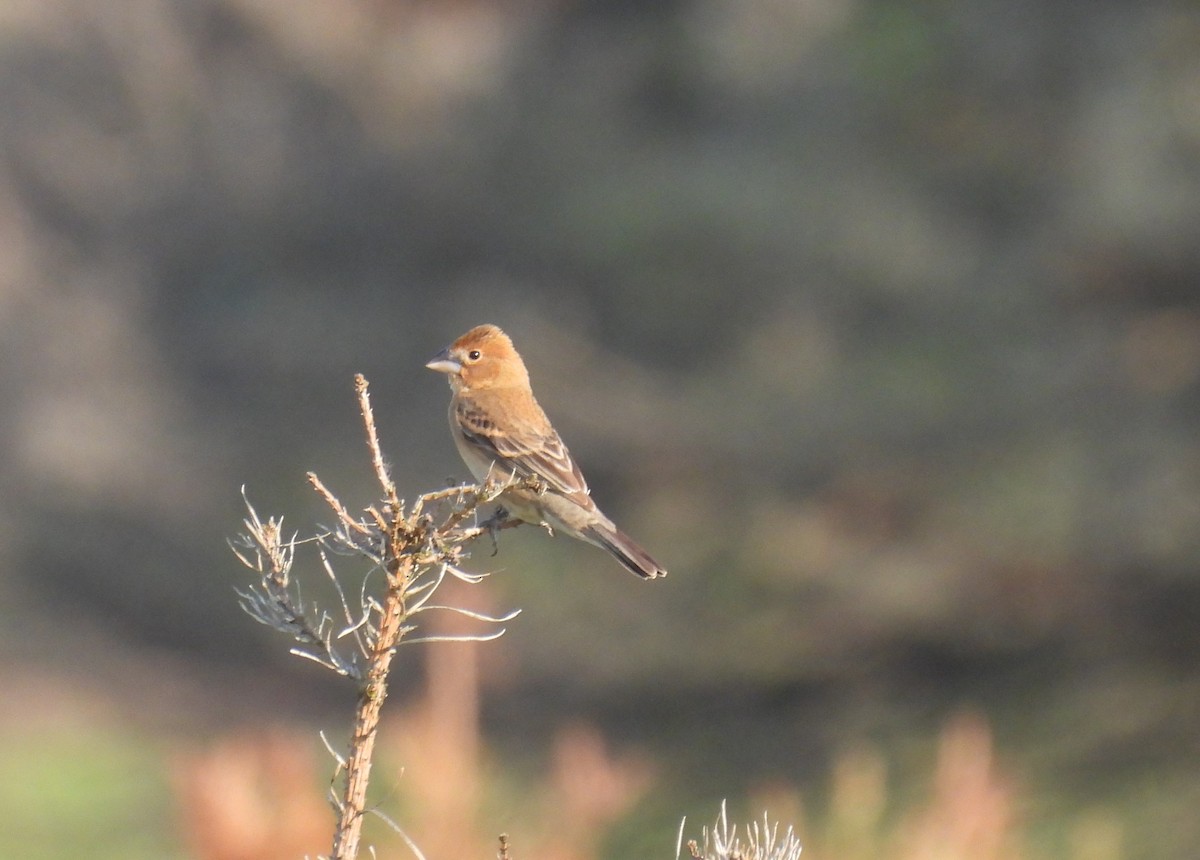 Blue Grosbeak - ML620409915