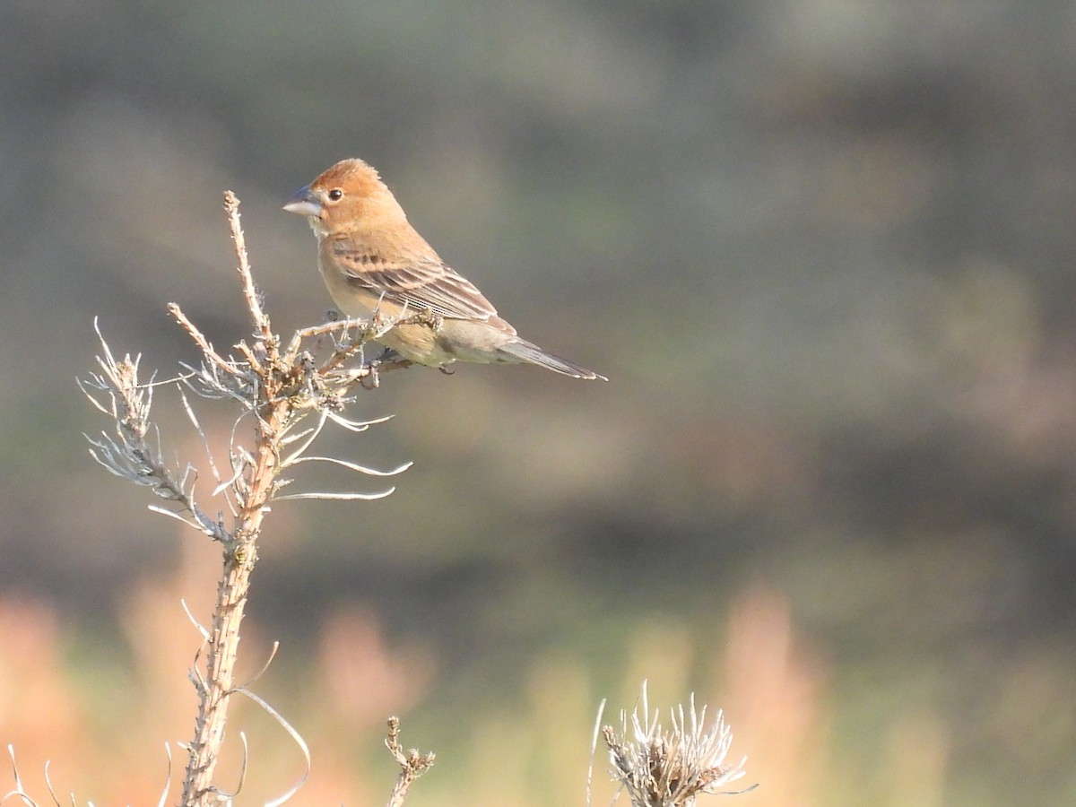 Blue Grosbeak - ML620409916