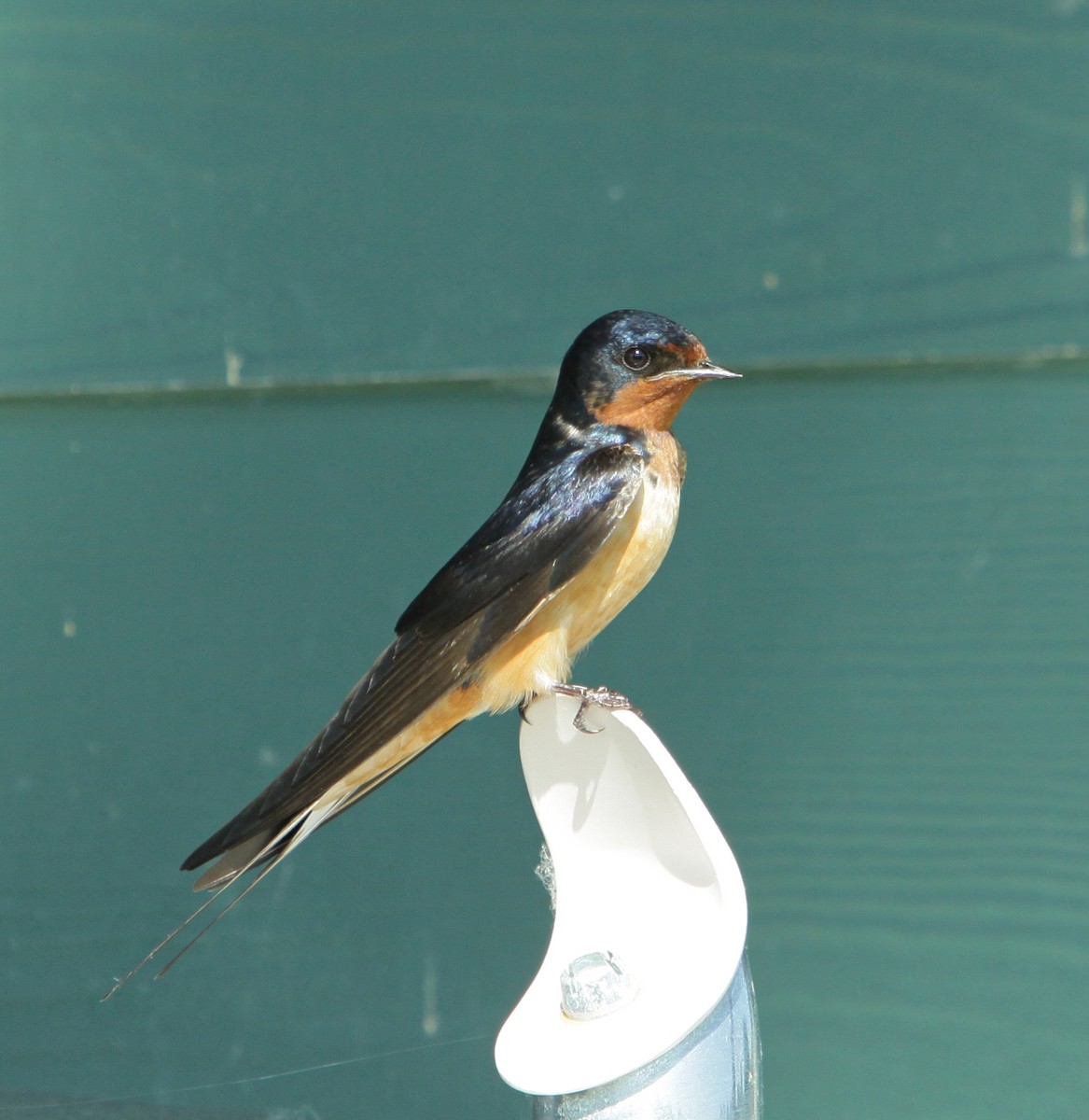 Barn Swallow - ron delia