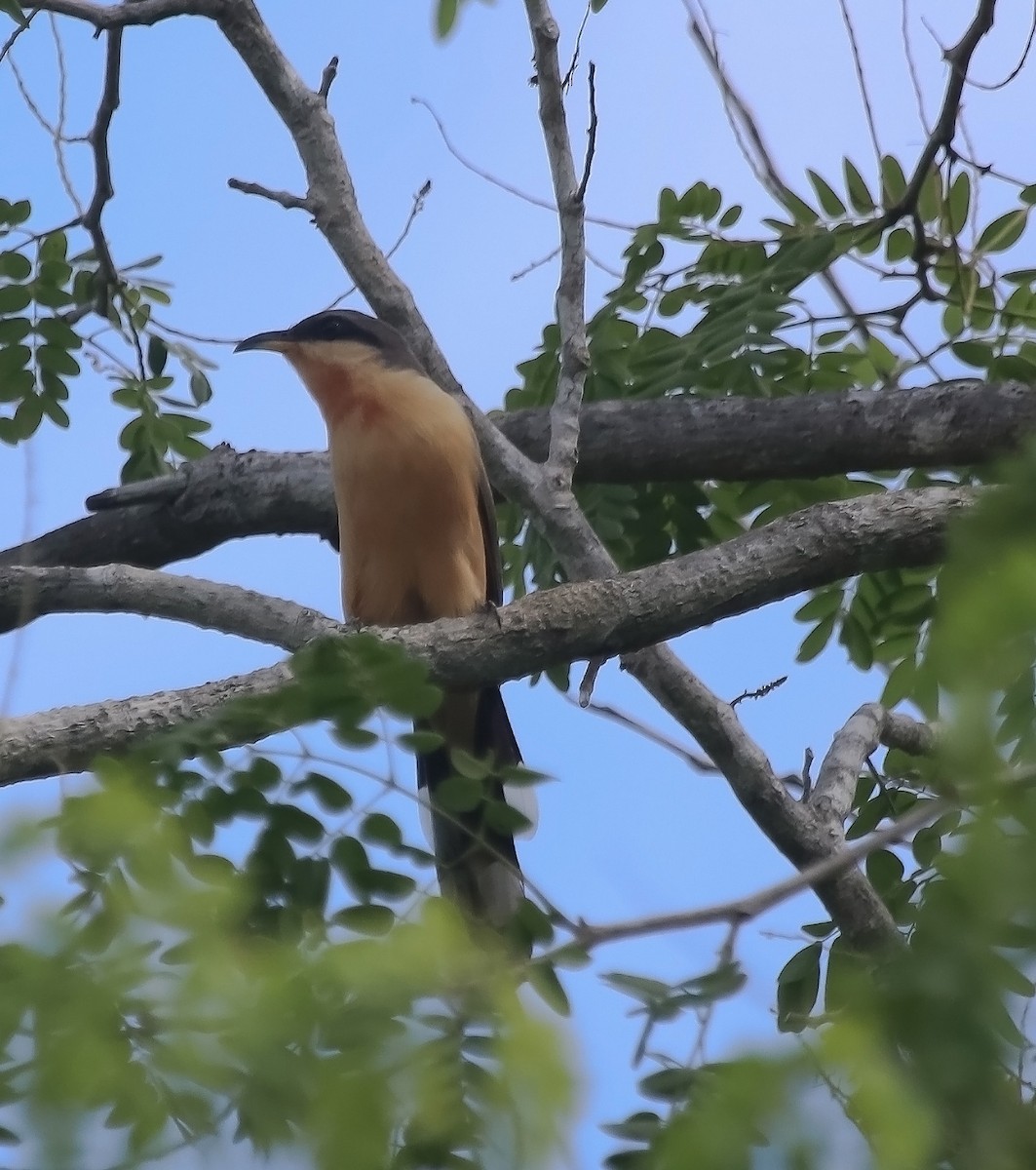 Mangrove Cuckoo - ML620409935