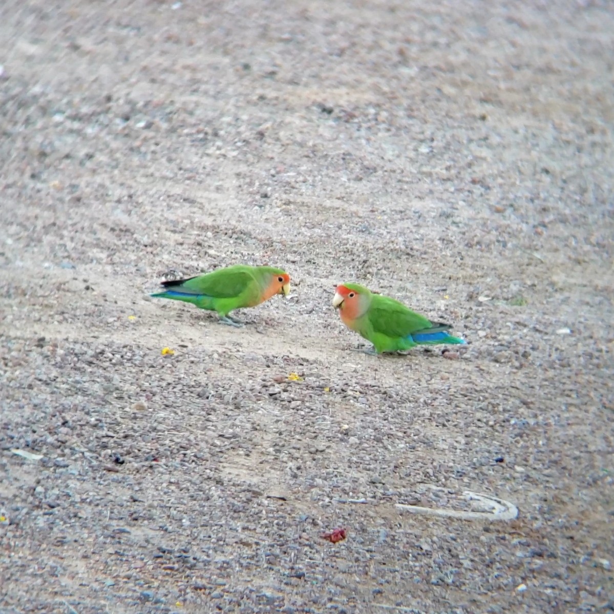 Rosy-faced Lovebird - ML620409954