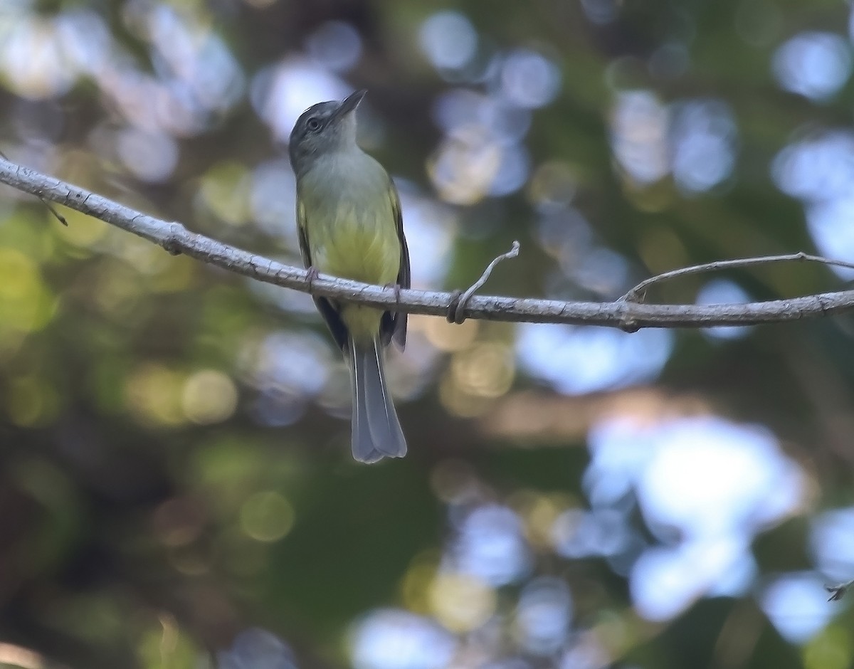 Yellow-olive Flatbill - ML620409958