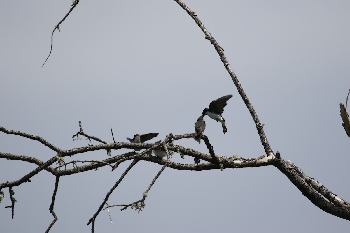 Tree Swallow - ML620409969