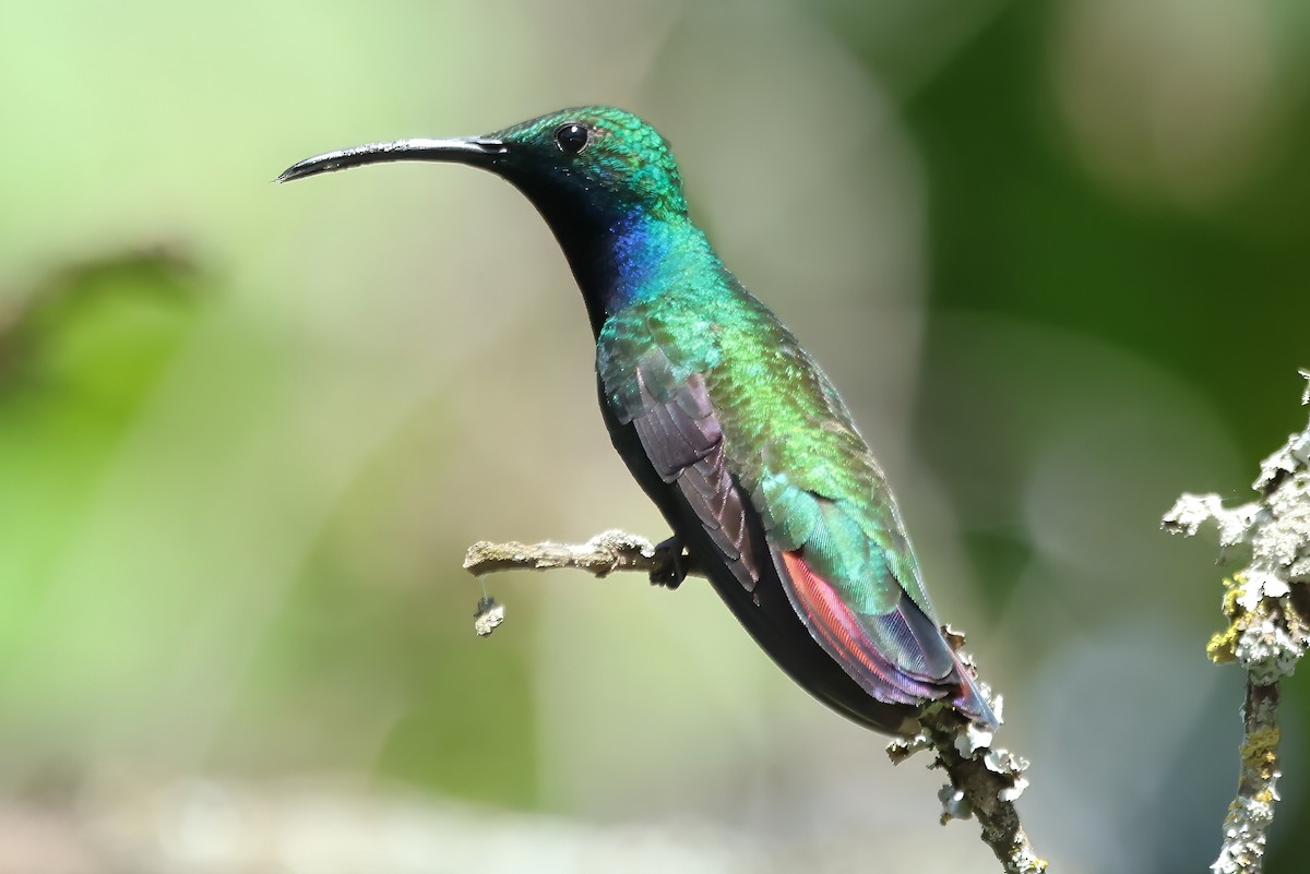 kolibřík azurovoprsý - ML620409986