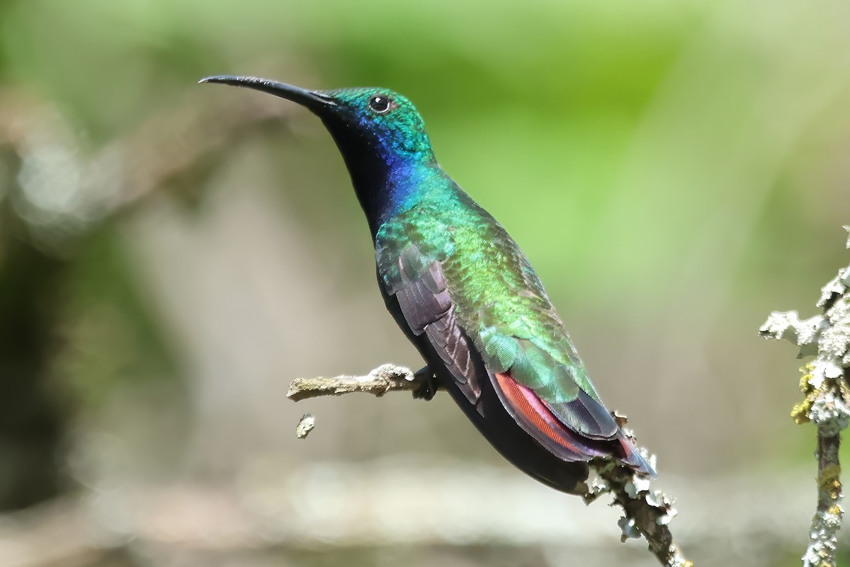 kolibřík azurovoprsý - ML620409987