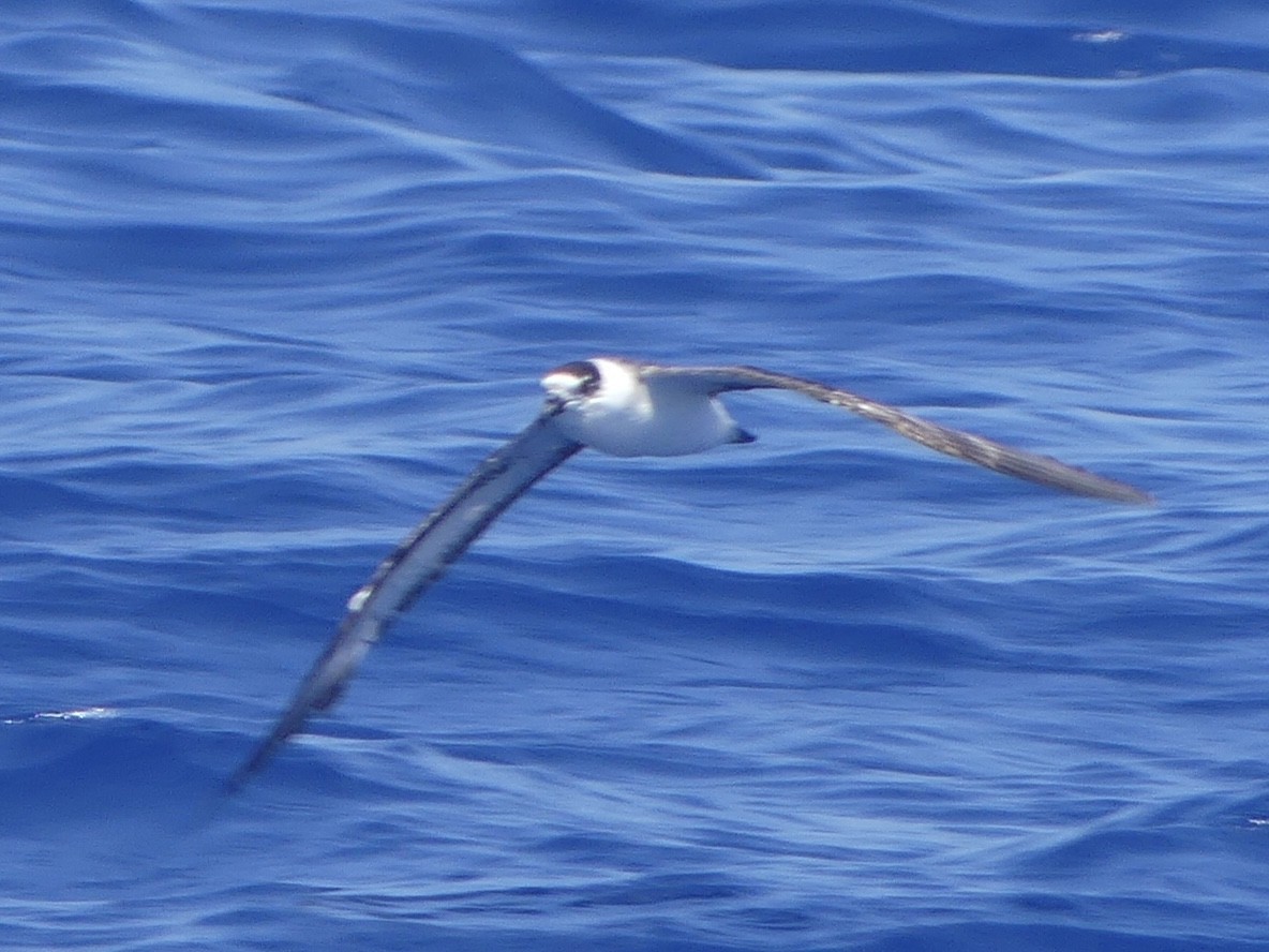 Black-capped Petrel - ML620410001