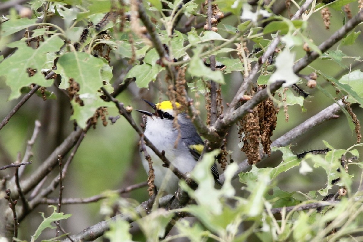 gullvingeparula x blåvingeparula (F1 hybrid) - ML620410004