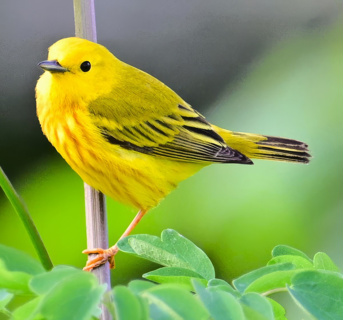 Yellow Warbler - ML620410010