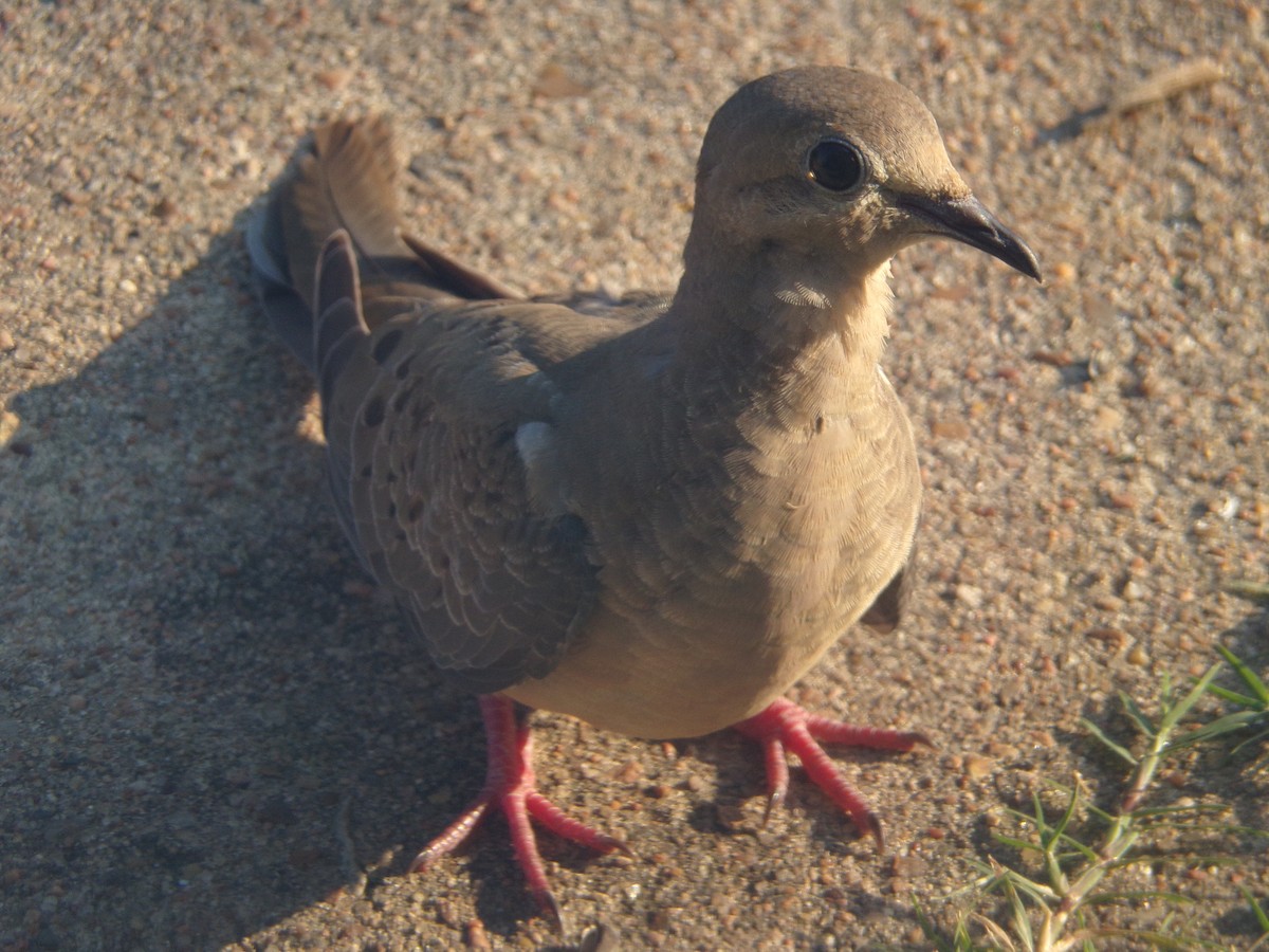 Mourning Dove - ML620410027