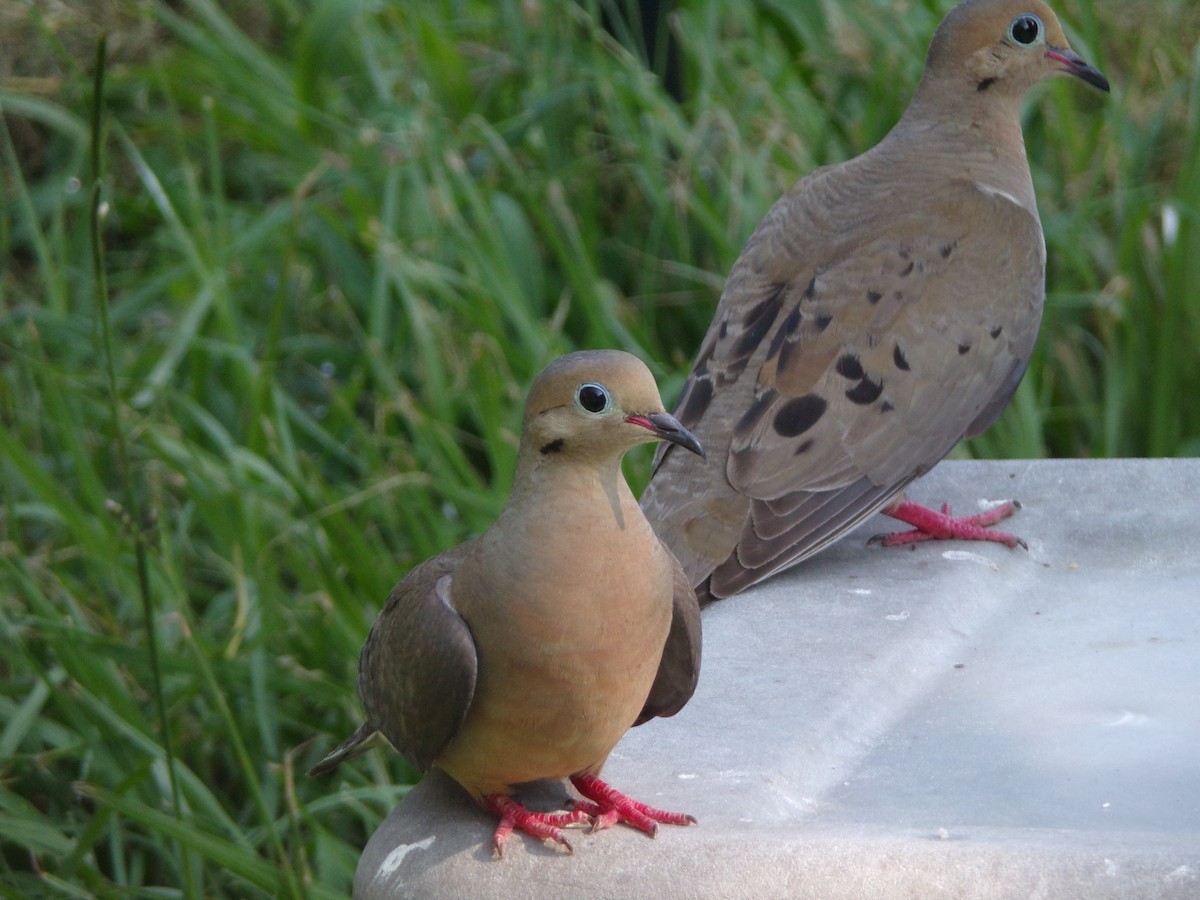 Mourning Dove - ML620410028