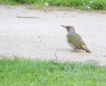 Iberian Green Woodpecker - ML620410035