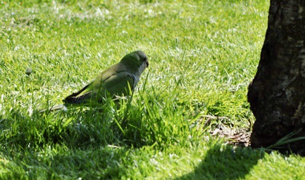 Monk Parakeet - ML620410039