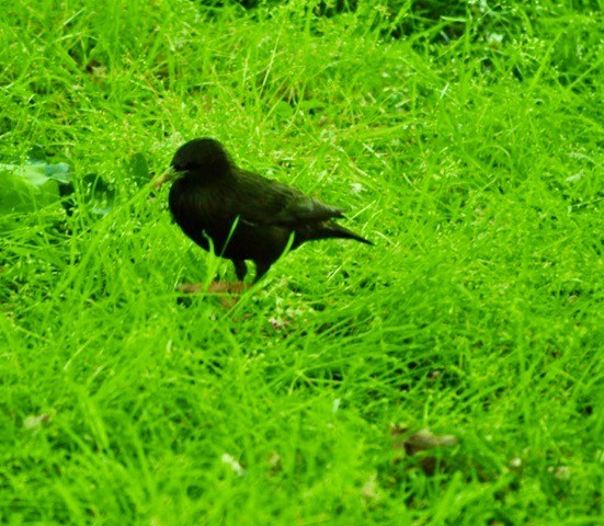 Spotless Starling - ML620410056