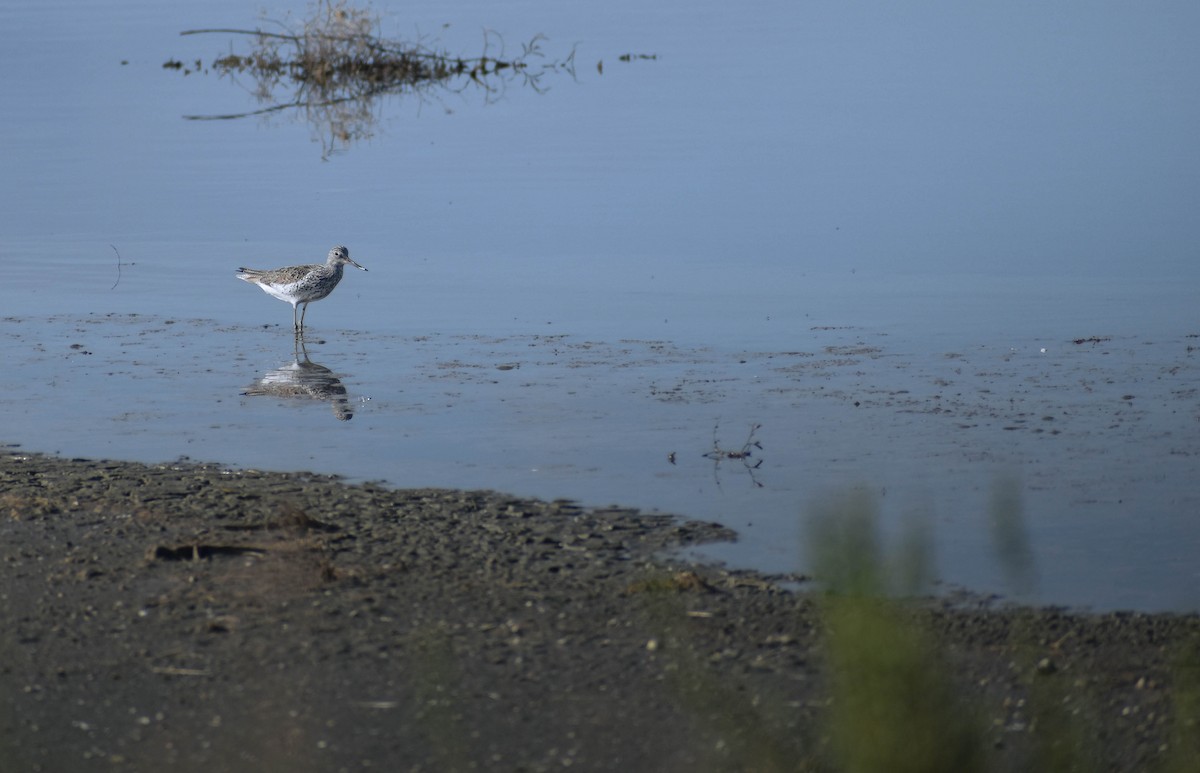 Common Greenshank - ML620410058